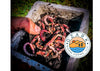 Why Raise Worms?: Potential Uses for Worms and Sales Opportunities for Farmers