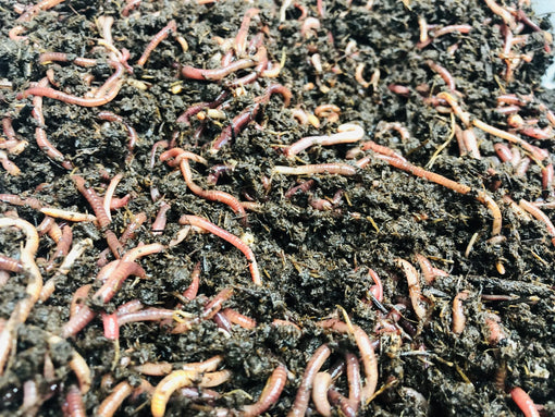 What Do Worms Eat? Let’s Dig In