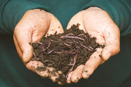 Do Worms Eat Other Worms?