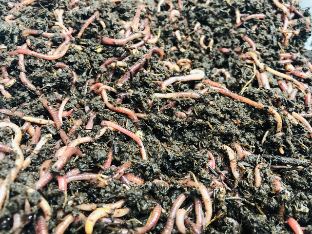 BULK Red Wiggler Worms