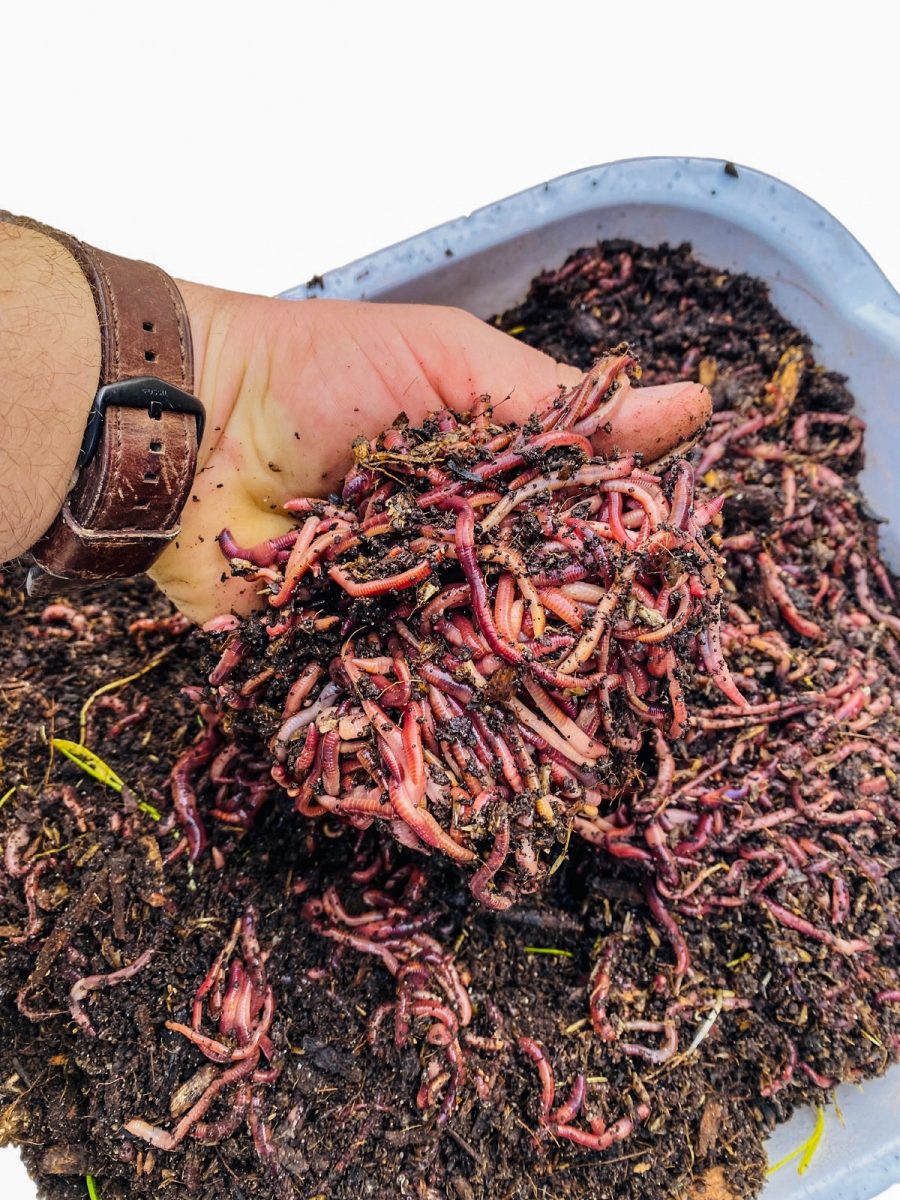 LIVE Red Wiggler Worms – Ozark Worm Farms