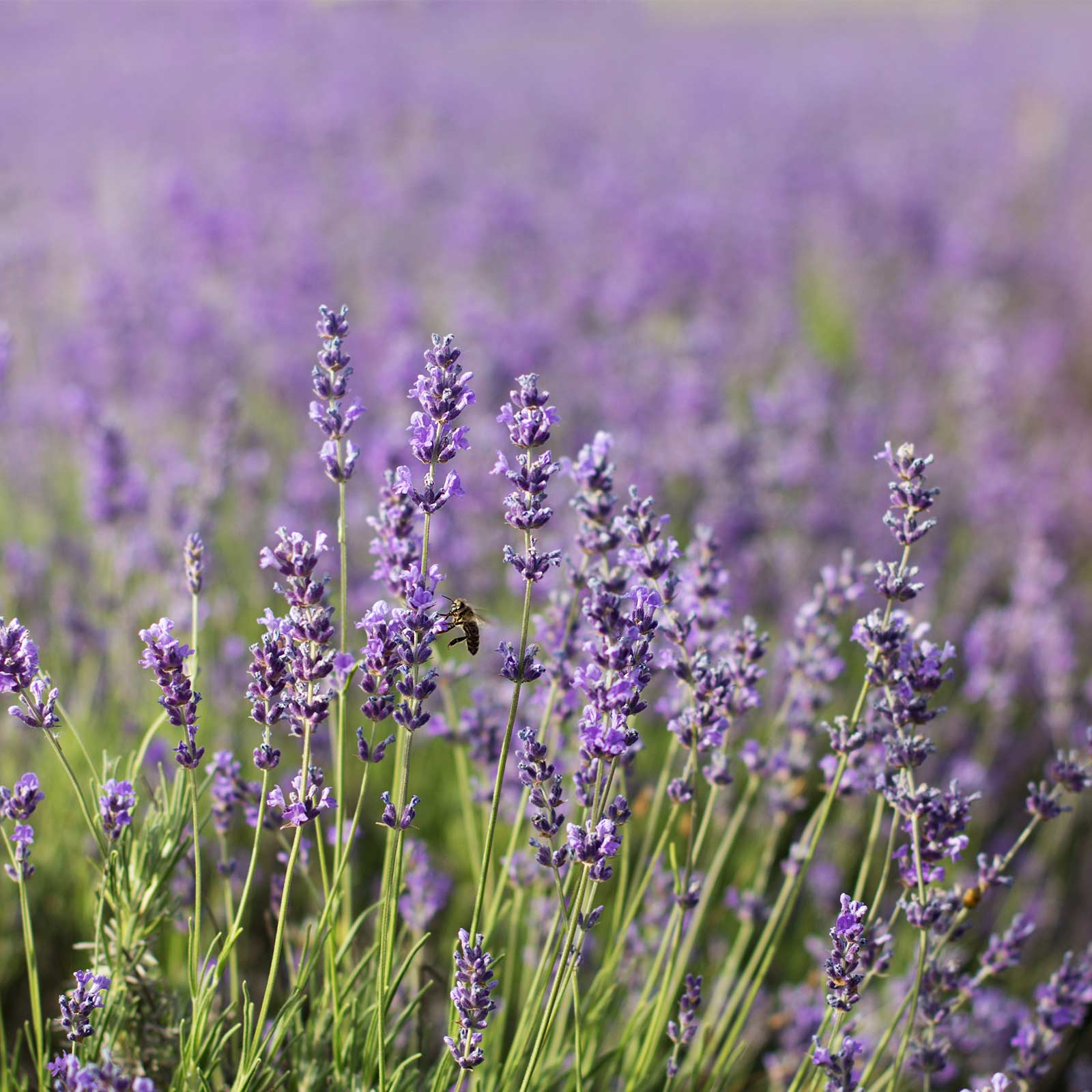 Lavender Seeds - Common English (aka Vera)