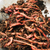 LIVE Red Wiggler Worms