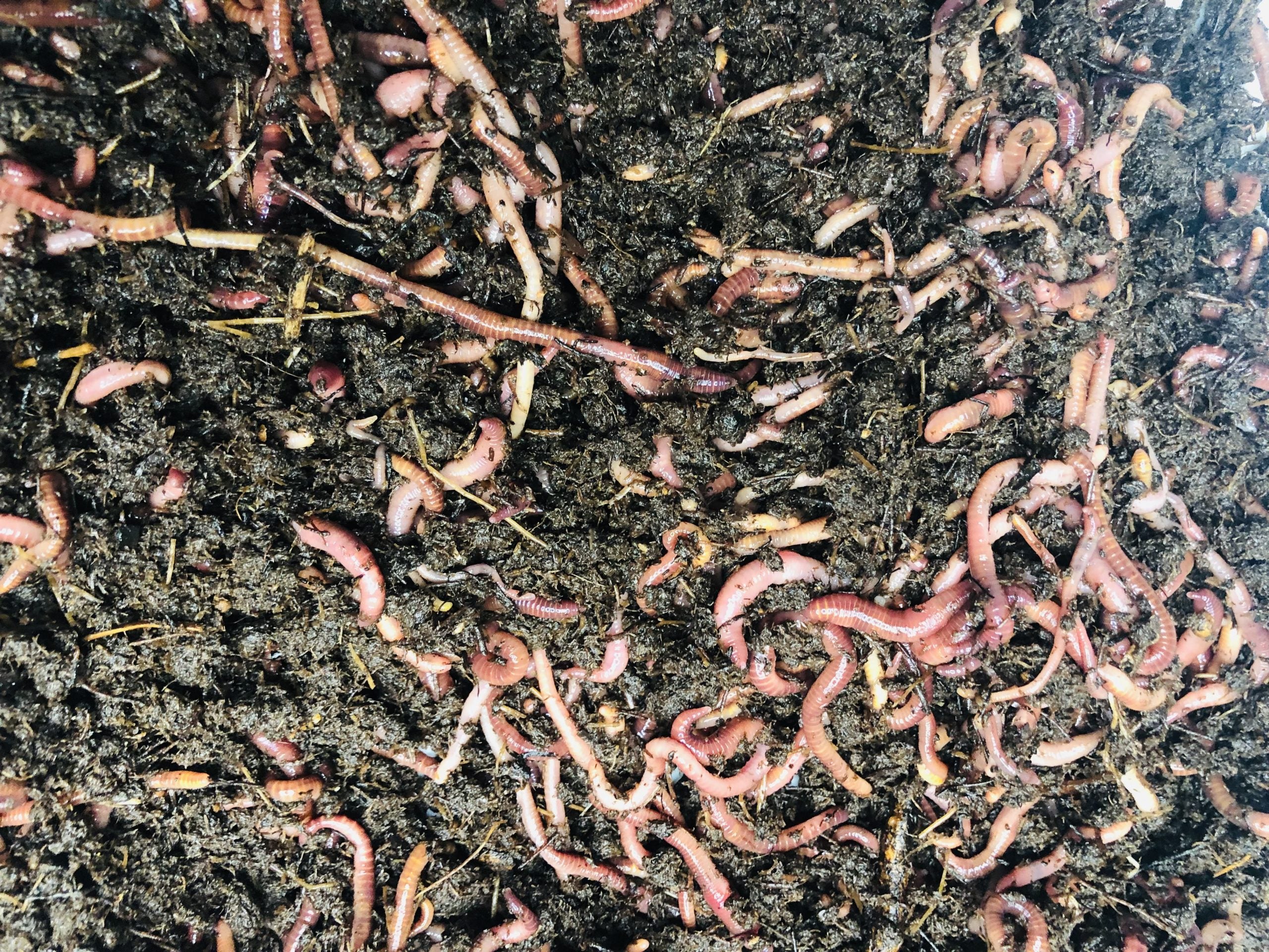 LIVE Red Wiggler Worms