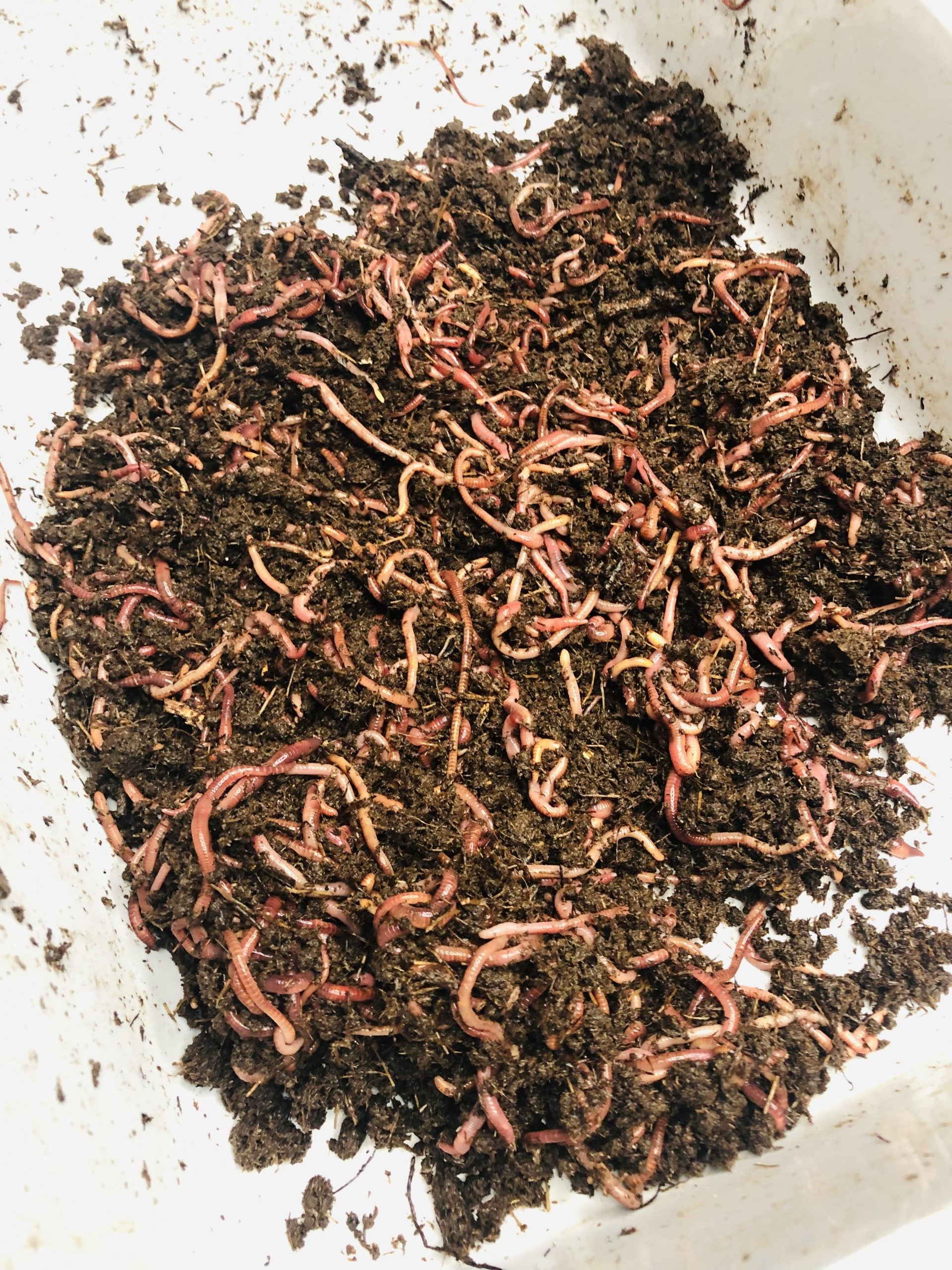 LIVE Red Wiggler Worms